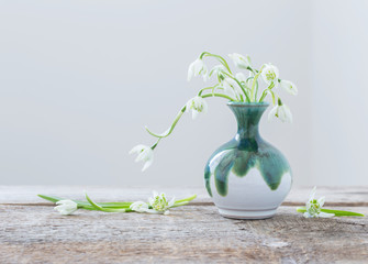 snowdrops in vase on a white background