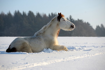 Bad in der Wintersonne, geschecktes Pferd liegt im Neuschnee und scheint sich zu sonnen