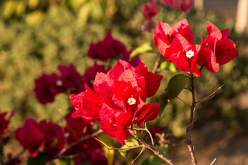 Lesser bougainvillea (Bougainvillea glabra), bougainvillea flowers in garden, close-up,  view