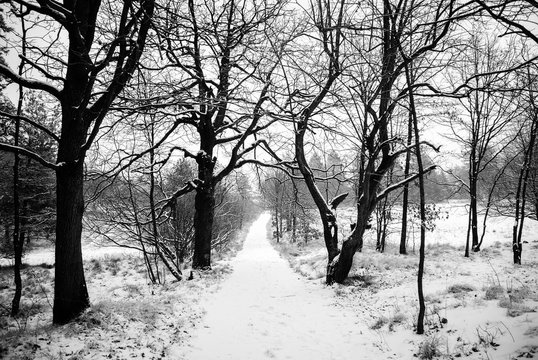 black and white photo of a lonely snowy road in a wood