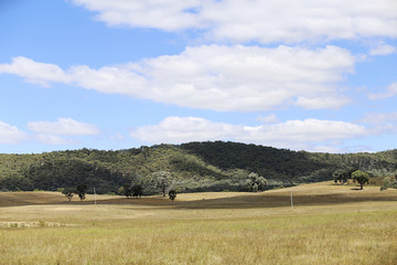 Fototapeta premium Rural scene, near Mudgee, New South Wales, Australia