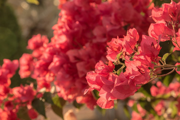 Lesser bougainvillea (Bougainvillea glabra), bougainvillea flowers in garden, close-up,  view