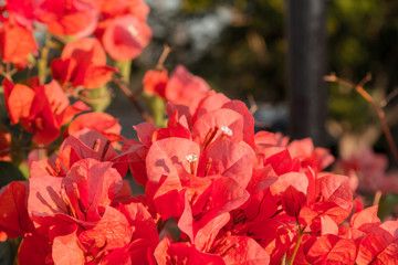 Lesser bougainvillea (Bougainvillea glabra), bougainvillea flowers in garden, close-up,  view
