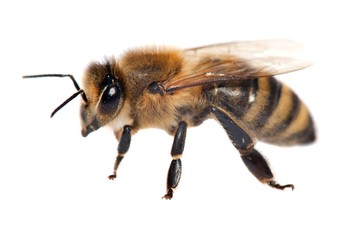 detail of bee or honeybee , Apis Mellifera