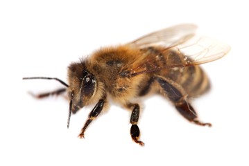 detail of bee or honeybee , Apis Mellifera