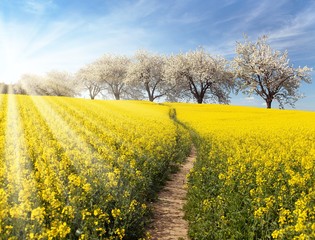 Rapeseed, canola or colza field