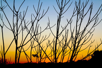 Obraz premium Branches silhouette against twilight