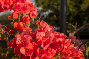Lesser bougainvillea (Bougainvillea glabra), bougainvillea flowers in garden, close-up,  view