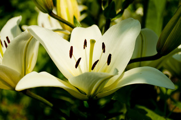 Flower Lily