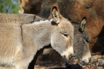 dos burros en la montaña