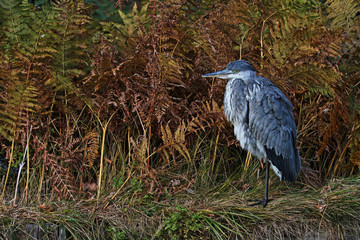 The Patient Fisherman