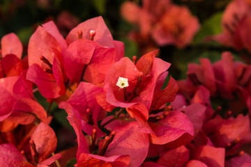 Lesser bougainvillea (Bougainvillea glabra), bougainvillea flowers in garden, close-up,  view