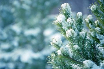 Winter pine tree branches covered with snow. Frozen tree branch in winter forest.