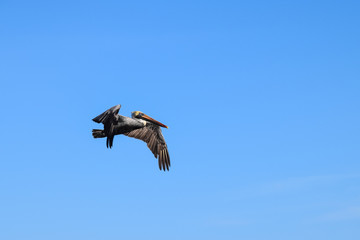Pelican in flight