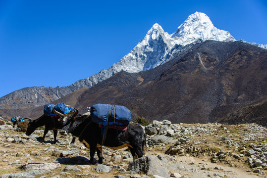 yak in Nepal