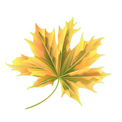 Colored autumnal leaf Maple on a white background vector illustration