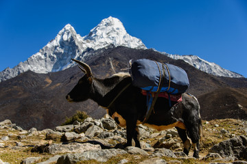 yak in Nepal