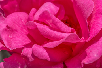 Fototapeta premium Petals of pink roses with water drops, macro