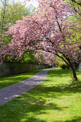 Naklejka premium Soester Gräfte im Frühling