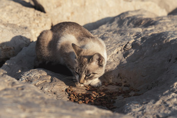 Fototapeta na wymiar Cat on the beach eating food