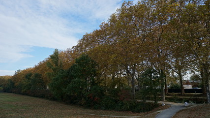 Naklejka na ściany i meble A wall of trees in a early autumn day