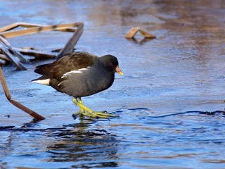 The common moorhen (gallinula chloropus) on colorful ice during winter