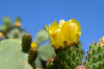 Yellow flower of prickly pear cactus against blue skies © Anders93