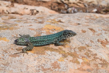 Formentera wall lizard basking in the sunshine