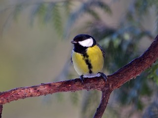 Fototapeta premium Great tit (Parus major) sitting on a limb