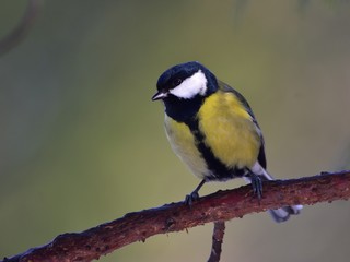 Fototapeta premium Great tit (Parus major) sitting on a limb
