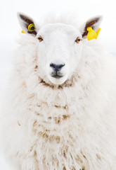 Isolated Front portrait face closeup of sheep looking into camera against white background wearing ear tags. Modern Minimalist scandinavian cut out view of the most popular farm animal in countryside  - 135353516