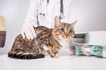 Cat on a drip. Vet and animal concept