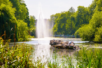 view of oak island in saint james park, london