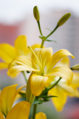 Beautiful bouquet of fresh yellow lilies. Flowers closeup.