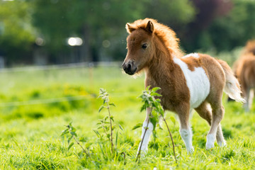 Shetland foal in the meadow - Powered by Adobe