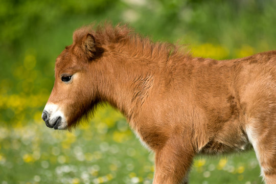 Shetland pony foal