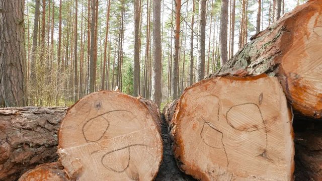 Sawn pine logs, shoot with dolly