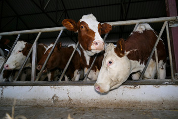 Feeding the milking cows