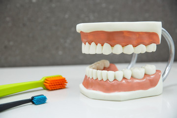 Upper and lower jaw dental model with toothbrushes