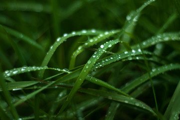 Fresh green grass with dew drops close up. Green grass background.	