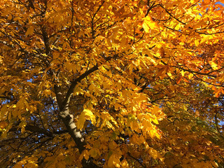 Gelbes Herbstlaub am Baum