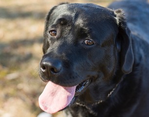 Happy Black Lab