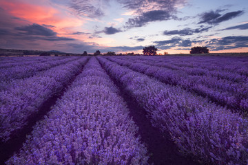 Lavender fields. Beautiful image of lavender field. Summer sunset landscape, contrasting colors. Dark clouds, dramatic sunset.