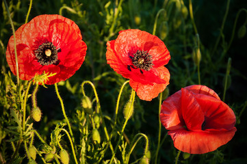 Vivid poppy field. Red poppy flowers on the field as symbol for Remembrance Day. Bright flower with soft focus of poppies on meadow.