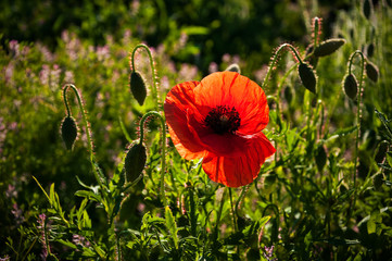 Vivid poppy field. Red poppy flowers on the field as symbol for Remembrance Day. Bright flower with soft focus of poppies on meadow.