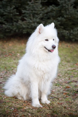 Dog White Samoyed