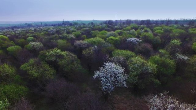 Flying above the old abandoned a blossoming orchard. aerial survey 4K