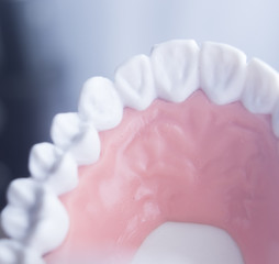 Dental teeth dentistry model