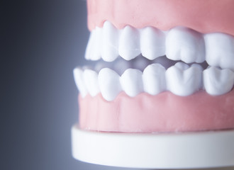 Dental teeth dentistry model