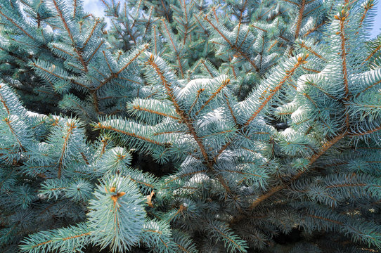 Fototapeta snow-covered fir branches